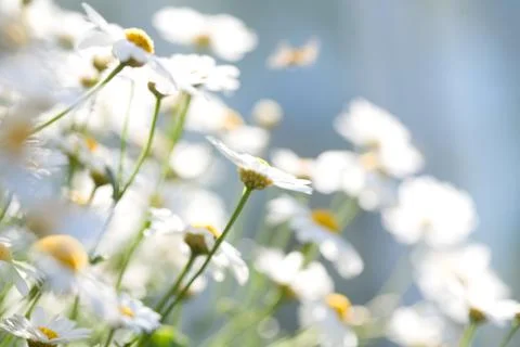 White aster daisies. Foto stock