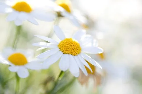 White aster daisies. Foto stock