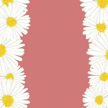 White Aster, Daisy Flower Border Stock Illustration