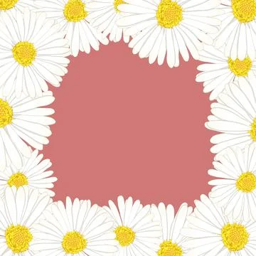 White Aster, Daisy Flower Border2 Stock Illustration