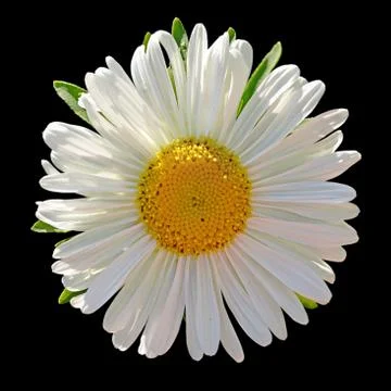 White aster isolated on a black background Stock Photos