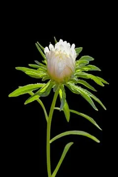 White aster isolated on a black background Foto stock