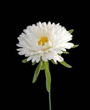 White aster isolated on a black background Stock Photos