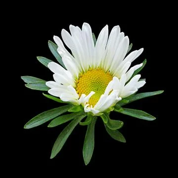 White aster isolated on a black background Stock Photos