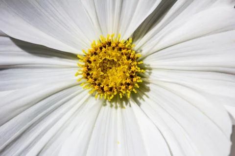 White aster Stock Photos