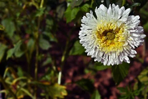 White Aster with a yellow core close up on a blurry multicolored background Stock Photos
