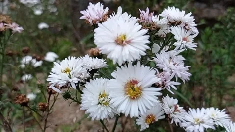 The White Asterales Stock Footage 246590131