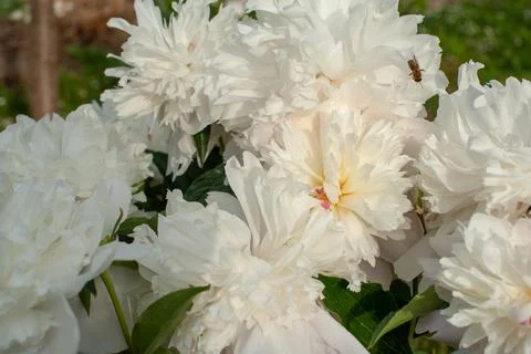 White asters in the garden painted with sunset on the petals, naturally grown Stock Photos