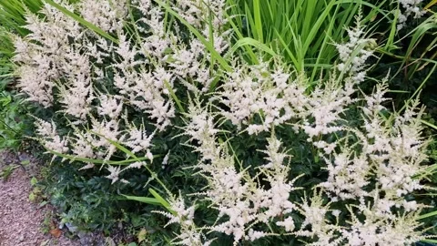 White astilbe plant Stock Footage 312259831