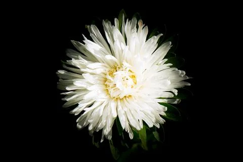 A white astrose flower close-up view from above on a dark background Stock Photos