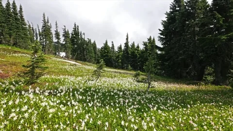 White Avalanche Lilies Bloom in Subalpine Meadow, Spray Park Trail, Mount Rainie Stock Footage 332082851