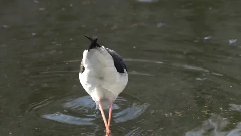 A white avocet wading bird Stock Footage 267484723