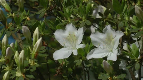 White azalea blossoms Stock Footage 22997607