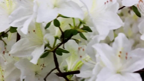 White azalea buds petals in full bloom on green natural background Stock Footage 266922033