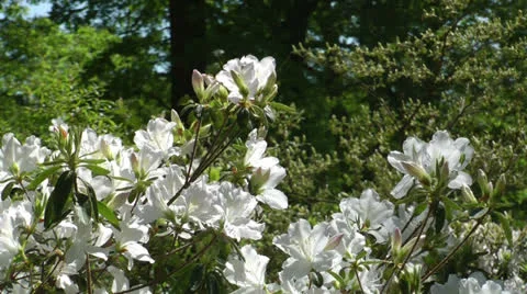 White azalea close up Stock Footage 22997637