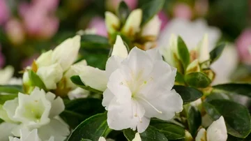 White Azalea Flower Blooming Time-Lapse Rododendron Flowering and Opening Stock-Footage 86032049