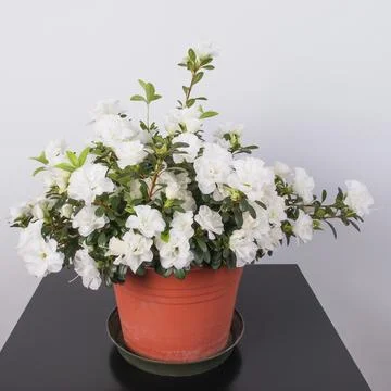 White Azalea flower Stock Photos