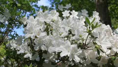 White azalea Stock Footage 11128807