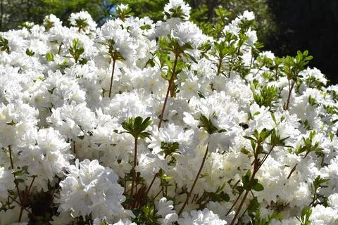 White Azalea Stock-Fotos