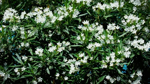 White Azaleas background Vídeo Stock 145940633