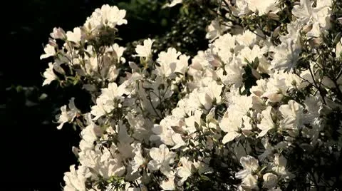 White Azaleas bloom in the Spring Stock Footage 10732214