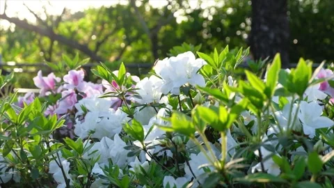 White azaleas flowers Stock Footage 245886299