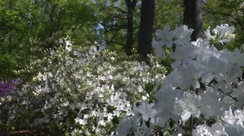 White azaleas Stock Footage 22997683