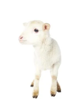 White baby lamb 스톡 사진
