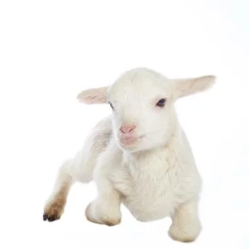 White baby lamb Stock Photos