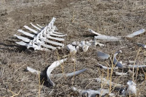 White backbone and assortment of bones in the wild Foto stock