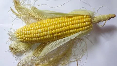 White backdrop with fresh corn on a cob Stock Photos