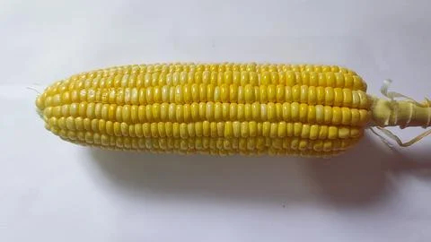 White backdrop with fresh corn on a cob Stock Photos