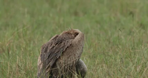 White-backed vulture Stock Footage 138059289