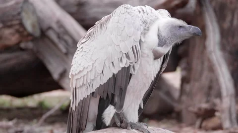 White Backed Vulture Stock Footage 189123705