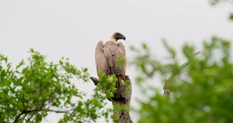 White-backed Vulture Perched on Dead Tree Stump in Kruger National Park Stock Footage 340398830