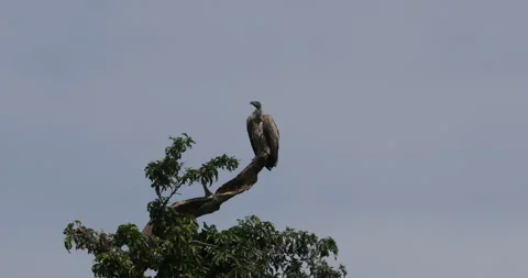 White-backed vulture perched Stock Footage 138058330