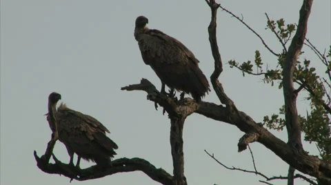 White-backed Vultures on bare tree trunk Stock Footage 28840624