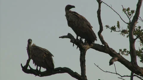 White-backed Vultures on bare tree trunk Stock Footage 28840913