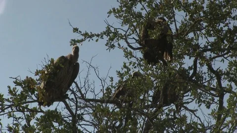White backed vultures perched Video stock 84673409