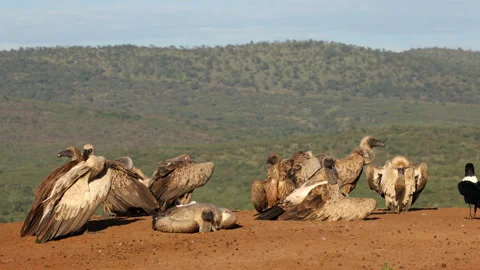 White-backed vultures resting on the ground with pied crows, South Africa Video stock 339538966