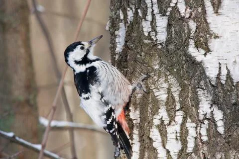 White-backed woodpecker female on tree Stock Photos