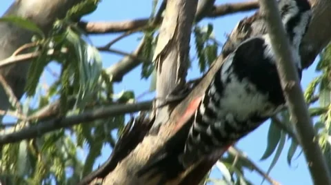 White-backed woodpecker Stock Footage 18189955