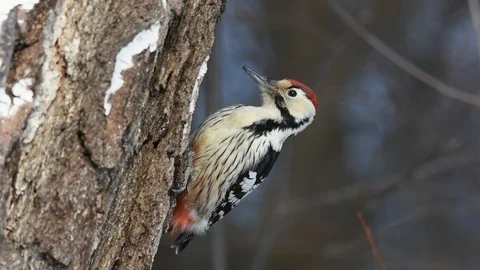 White-backed woodpecker Stock Footage 86018285