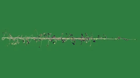 White background and arrow on it mosquito line bunch of flowers ants birds Stock Footage 337342092