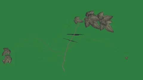 White background and crack in it bird flying over bunch of leaves on small Stock Footage 337342101