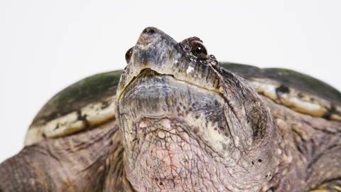 White background and a large snapping turtle Stock Footage 256732358