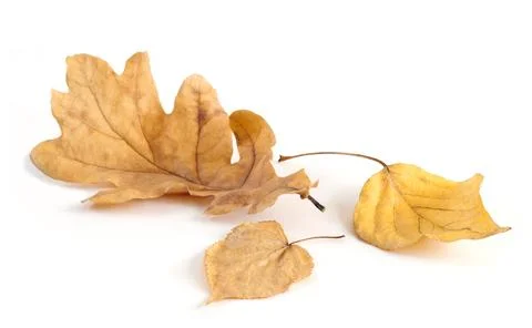 On a white background are depicted three yellow leaves fallen down in 3D pers Stock Photos