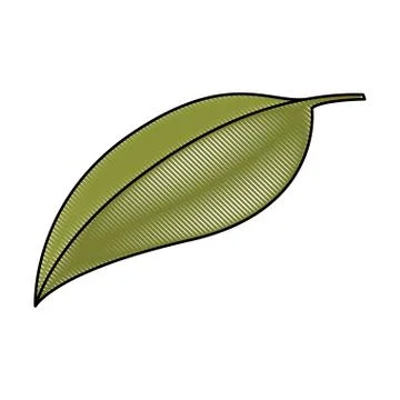 White background of colored crayon silhouette of green leaf of cherry Stock Illustration