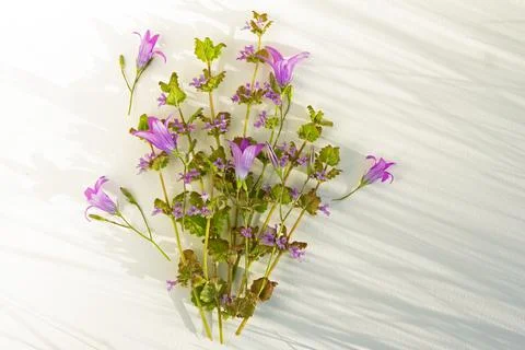 White background with copy space, grass shadows and bunch of wild purple meadow Stock Photos