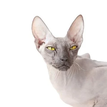 White background with Donsphinx cat Stock Photos
